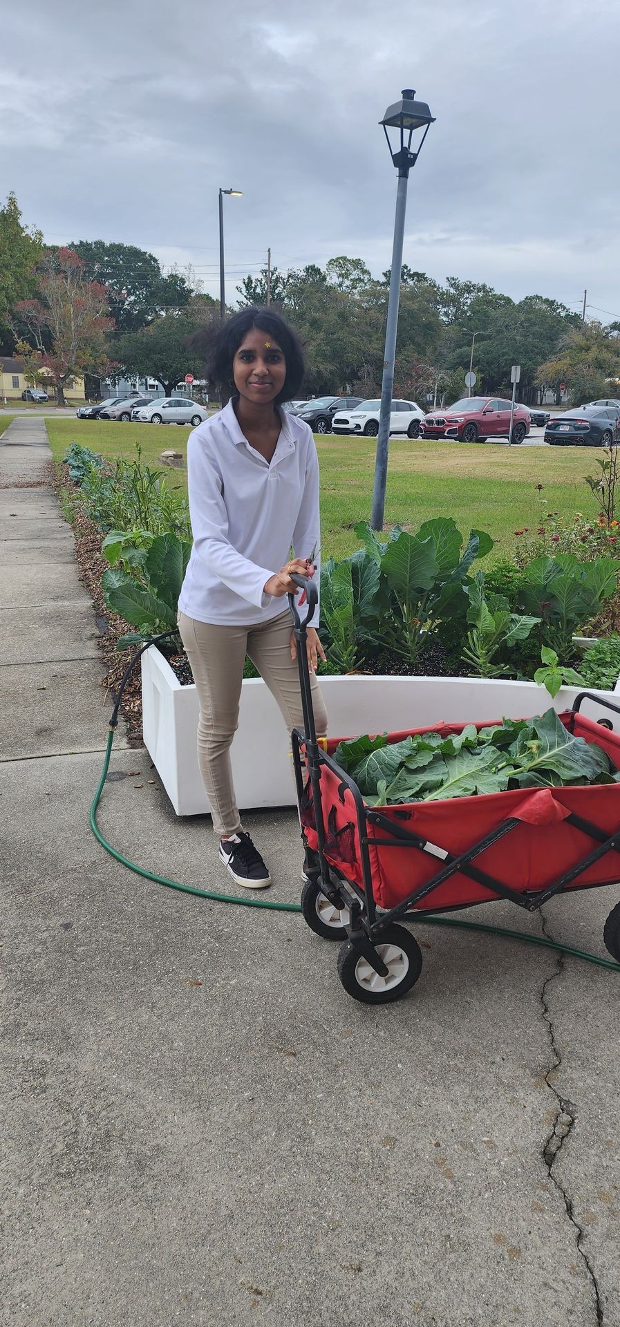 Harvesting Collard Greens for Thanksgiving Giveaway! 